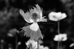 Poppy1