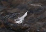 Feather
